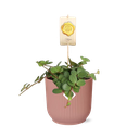 Peperomia ‘Hope’ in ELHO Vibes Fold 14cm rosa