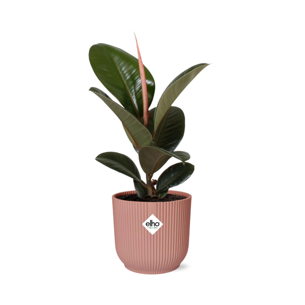 Gummibaum (Ficus elastica) – pflegeleichte Zimmerpflanze, Höhe ca. 14 cm