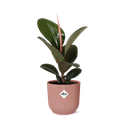 Gummibaum (Ficus elastica) – pflegeleichte Zimmerpflanze, Höhe ca. 14 cm