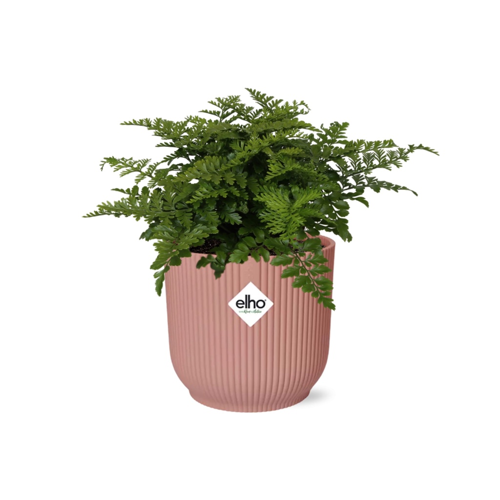 Parvati-Farn (Asplenium parvisorum) – pflegeleichte Zimmerpflanze, Höhe ca. 14 cm