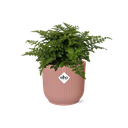 Parvati-Farn (Asplenium parvisorum) – pflegeleichte Zimmerpflanze, Höhe ca. 14 cm