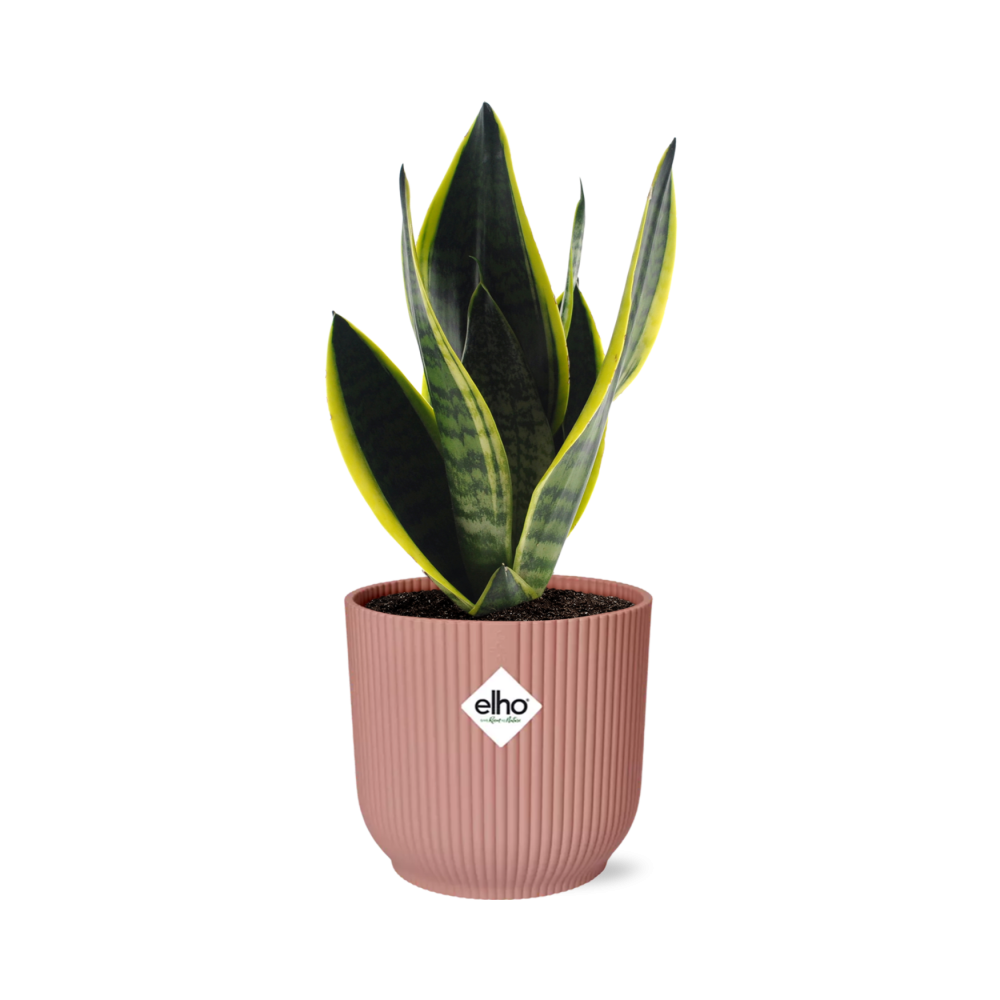 Bogenhanf (Sansevieria trifasciata) – pflegeleichte Zimmerpflanze, Höhe ca. 14 cm