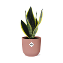 Sansevieria Futura Superba in ELHO Vibes Fold 14cm rosa