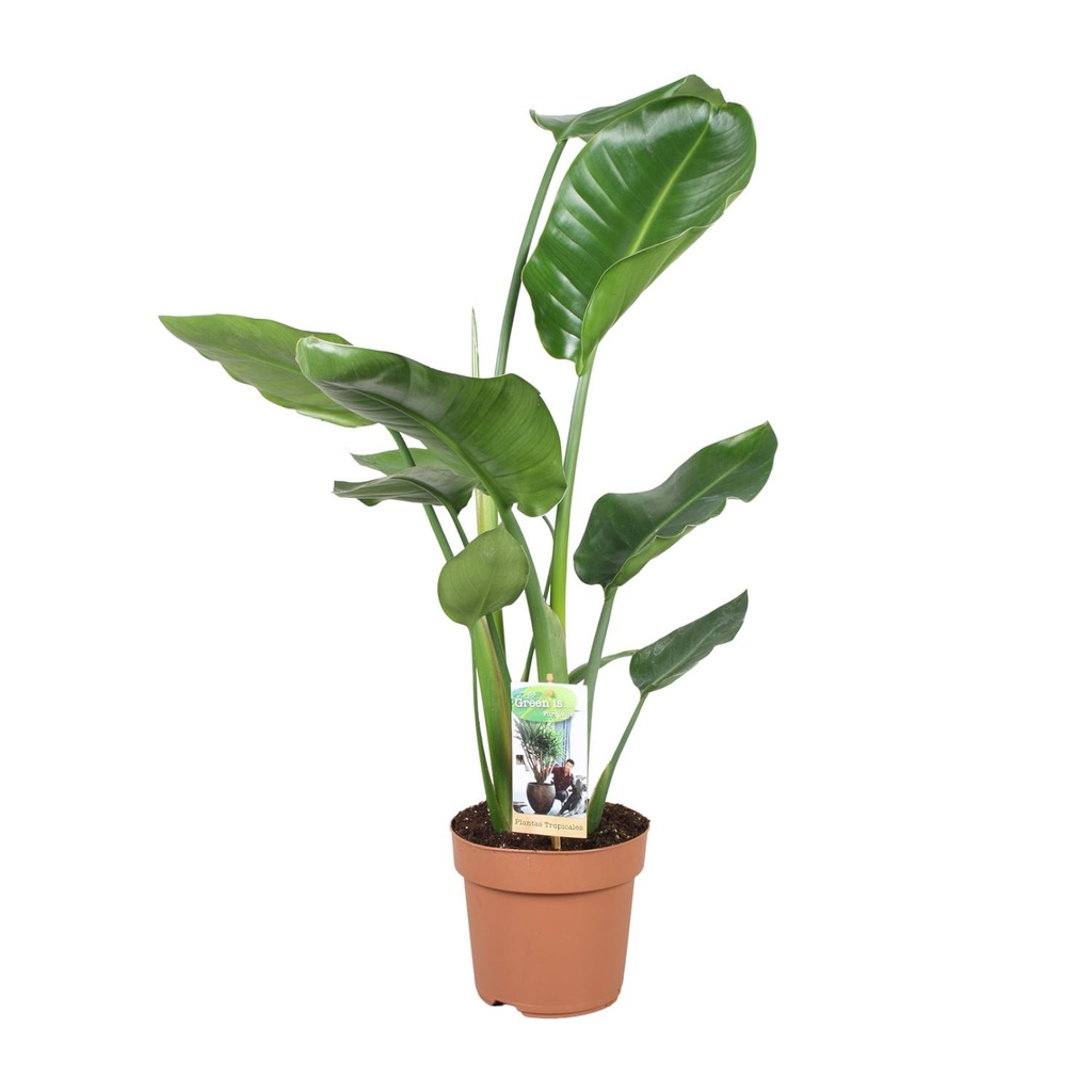 Baumstrelitzie 'Nicolai' (Strelitzia nicolai) – pflegeleichte Zimmerpflanze, Topf-Ø 17 cm, Höhe ca. 60 cm