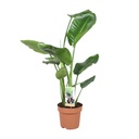 Baumstrelitzie 'Nicolai' (Strelitzia nicolai) – pflegeleichte Zimmerpflanze, Topf-Ø 17 cm, Höhe ca. 60 cm