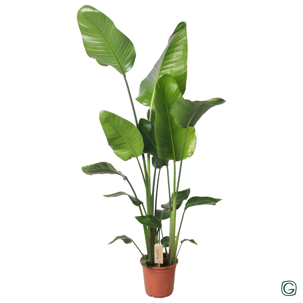 Baumstrelitzie 'Nicolai' (Strelitzia nicolai) – pflegeleichte Zimmerpflanze, Topf-Ø 21 cm, Höhe ca. 130 cm