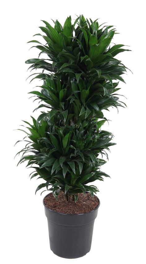 Kompakter Drachenbaum (Dracaena compacta) – pflegeleichte Zimmerpflanze, Topf-Ø 27 cm, Höhe ca. 100 cm