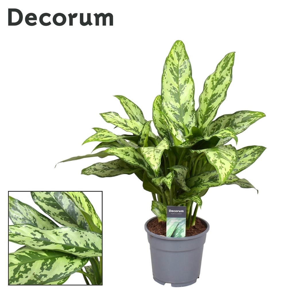 Kolbenfaden (Aglaonema commutatum) – pflegeleichte Zimmerpflanze, Topf-Ø 17 cm, Höhe ca. 60 cm