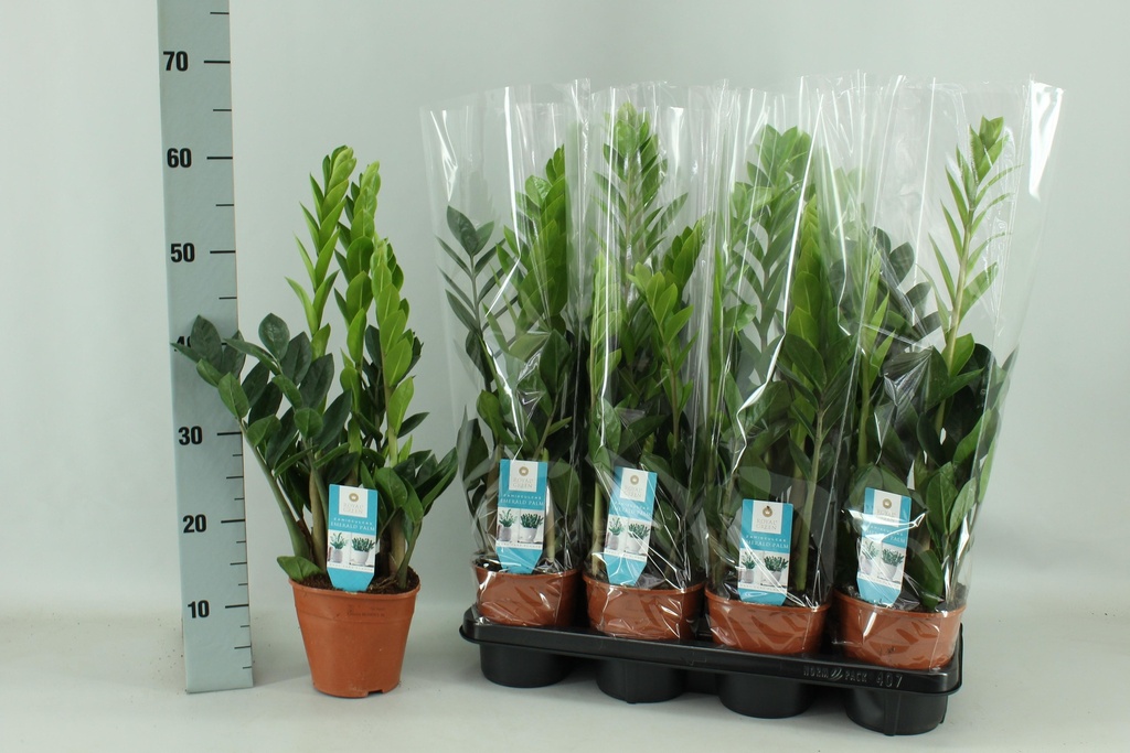 Glücksfeder (Zamioculcas zamiifolia) – pflegeleichte Zimmerpflanze, Topf-Ø 14 cm, Höhe ca. 65 cm