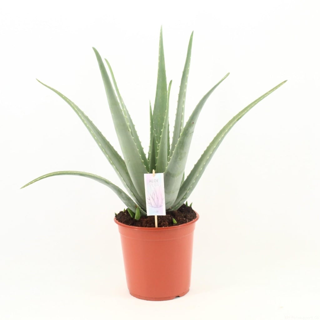 Echte Aloe (Aloe vera) – pflegeleichte Zimmerpflanze, Topf-Ø 24 cm, Höhe ca. 70 cm