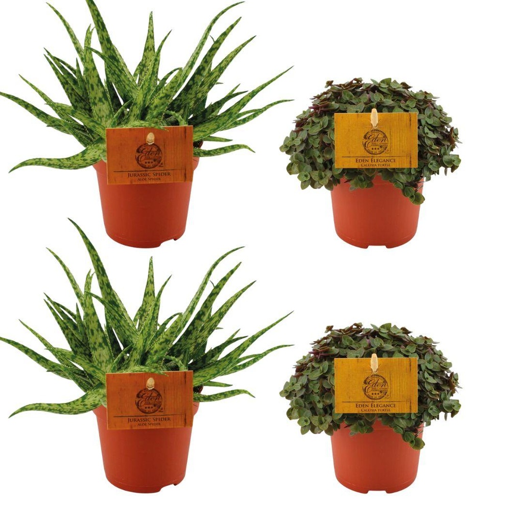 2x Aloe Spider + 2x Callisia Turtle - 4 Stück - Ø10.5cm - ↕10cm