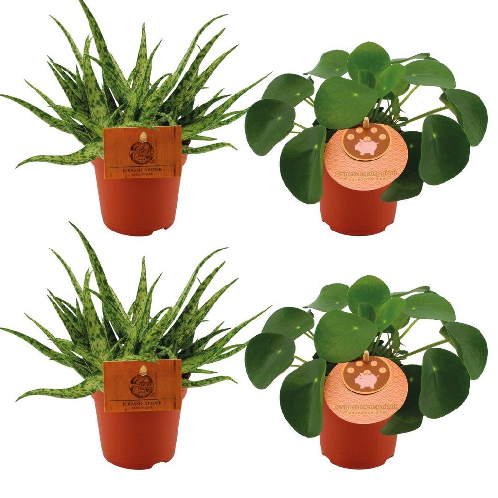 2x Aloe Spider + 2x Pilea Peperomoides - 4 Stück - Ø10.5cm - ↕10cm
