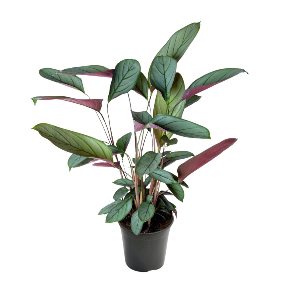 Korbmarante (Ctenanthe setosa) – pflegeleichte Zimmerpflanze, Topf-Ø 17 cm, Höhe ca. 60 cm