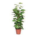Efeutute (Epipremnum pinnatum) – pflegeleichte Zimmerpflanze, Topf-Ø 19 cm, Höhe ca. 80 cm