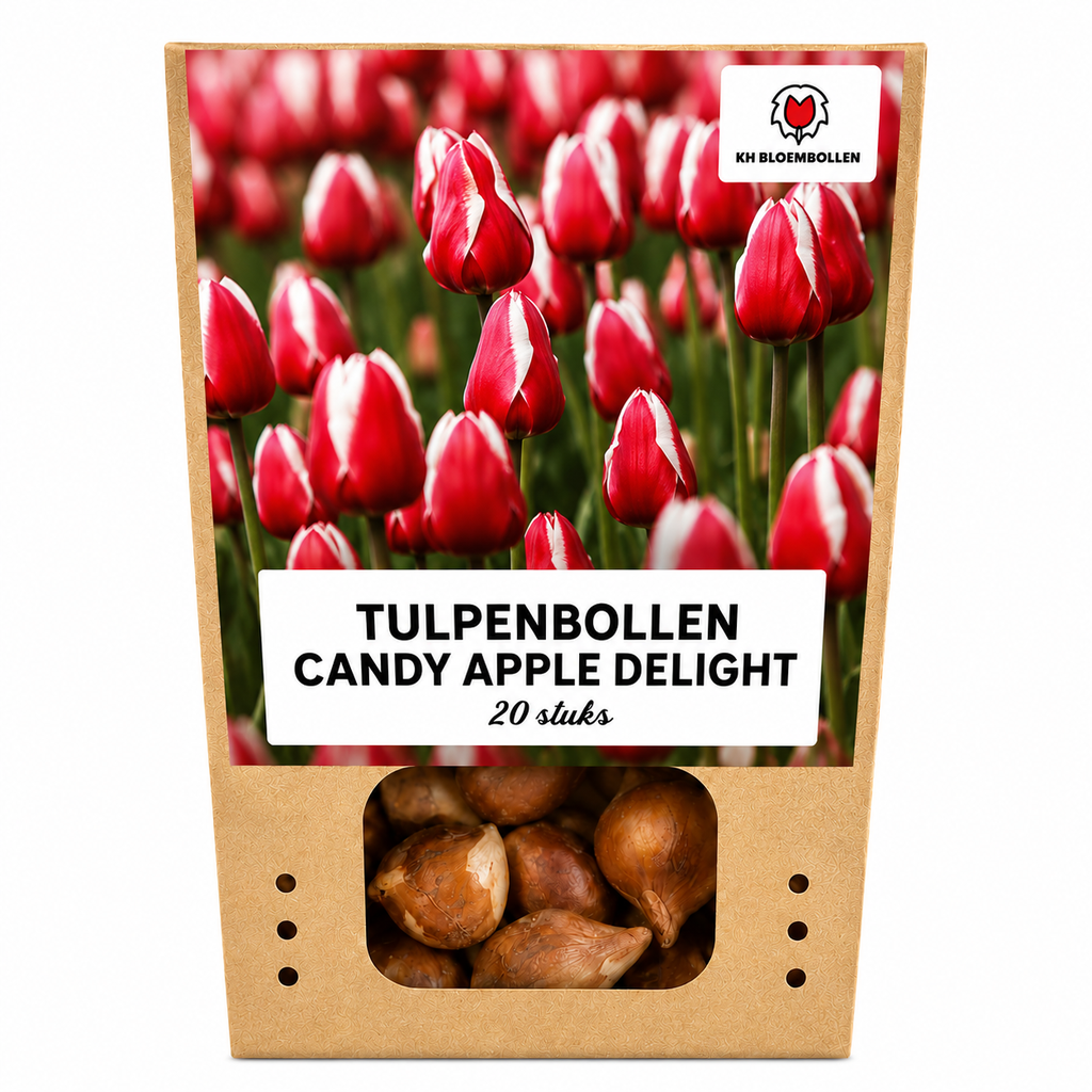 Tulpenzwiebeln Candy Apple Delight – 20 Stück | KH Bloembollen® | Rot-Weiße Tulpe – Frische & Fröhliche Mischung – Geschenk für Garten oder Topf – Größe 11/12 – Frisch vom Züchter!