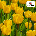 Tulpenzwiebeln Sun Frillz – 20 Stück | KH Bloembollen® | Gelbe Tulpe mit Kartelrand – Sonnig, Einzigartig & Verspielt – Für Garten oder Topf – Größe 11/12 – Frisch vom Züchter
