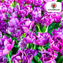 Tulpenzwiebeln Double Flag – 20 Stück | KH Bloembollen® | Violette Doppelblütige Tulpe – Elegant & Voll – Geschenk für Garten oder Topf – Größe 11/12 – Frisch vom Züchter!
