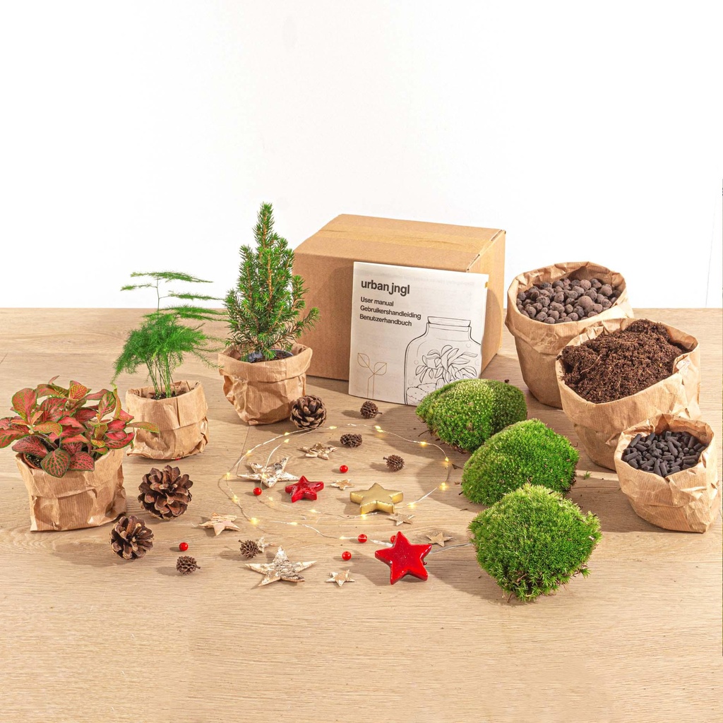 Pflanzen-Terrarium-Paket - Mini-Weihnachtsbaum - 3 Pflanzen - Nachfüll- & Startpaket - DIY Christmas
