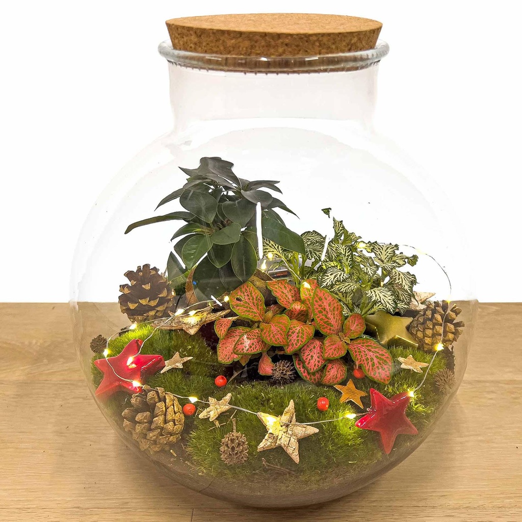 Bolder Bob Bonsai Weihnachten - DIY - ↕ 30 cm