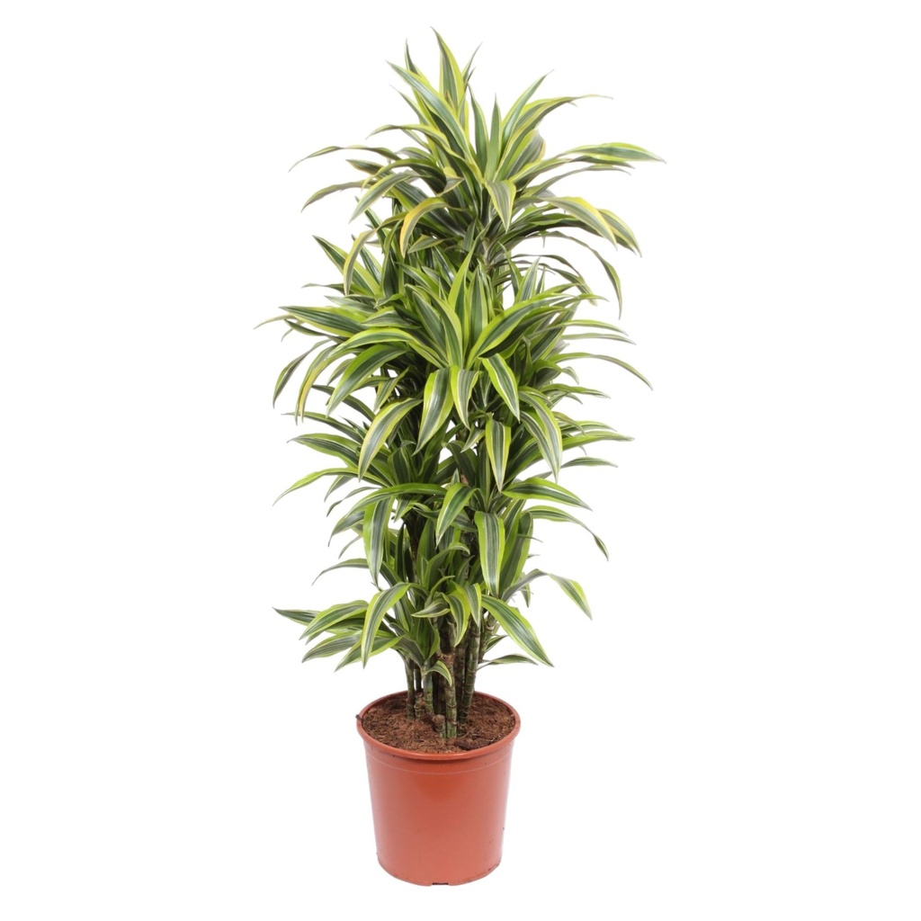 Zitronen-Drachenbaum (Dracaena zitrone) – pflegeleichte Zimmerpflanze, Höhe ca. 150 cm