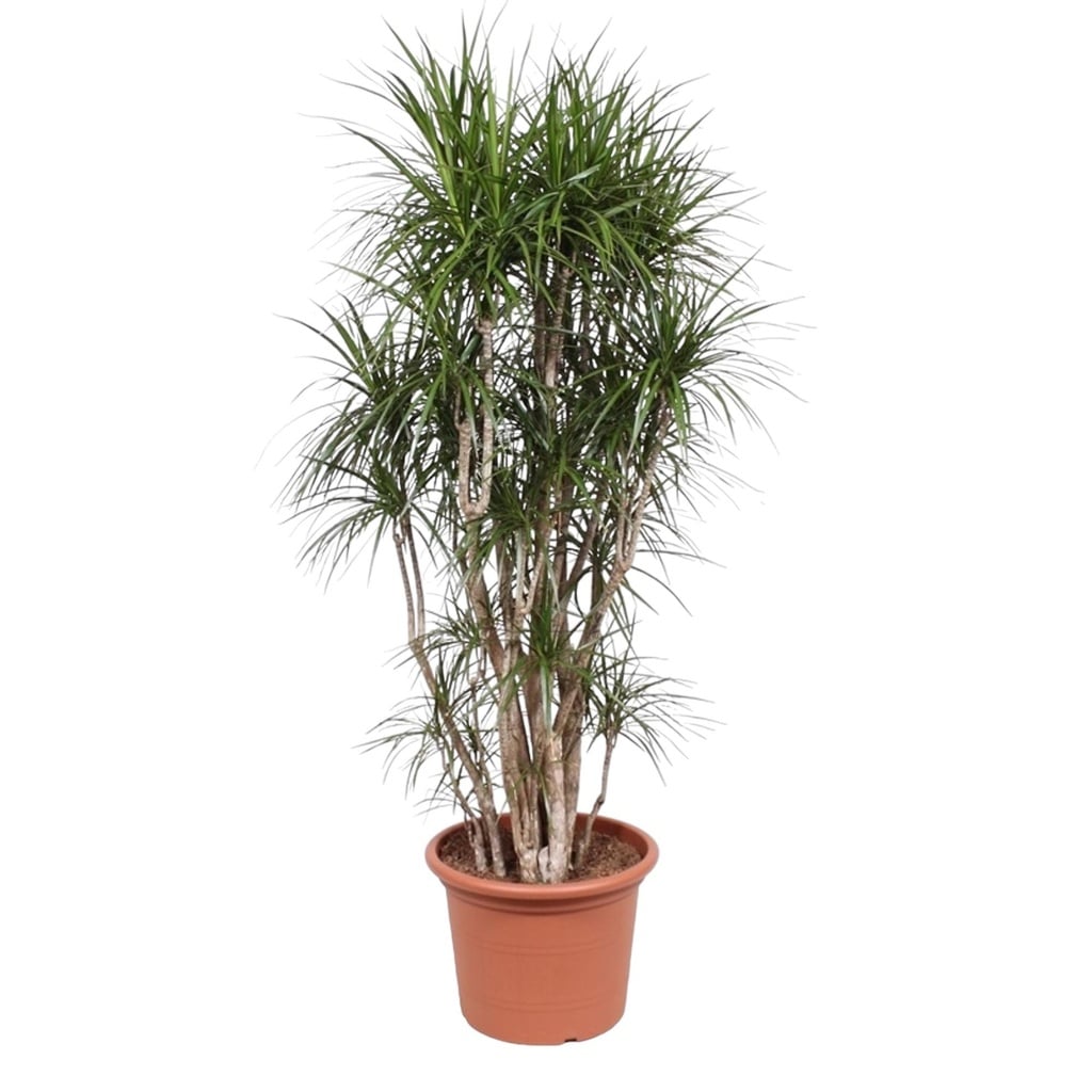 Dracaena Marginata branched - 210 cm - ø50