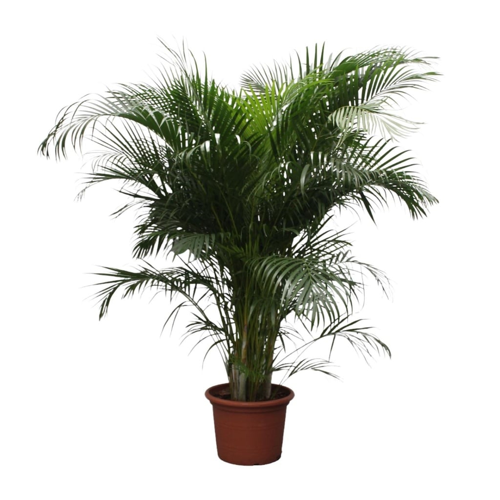 Goldfruchtpalme (Dypsis lutescens) – pflegeleichte Zimmerpflanze, Höhe ca. 230 cm