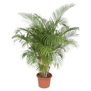 Goldfruchtpalme (Dypsis lutescens) – pflegeleichte Zimmerpflanze, Höhe ca. 200 cm