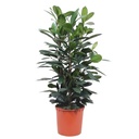 Ficus Cyathistipula Strauch - 140 cm - ø34