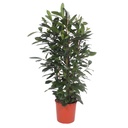 Ficus Cyathistipula shrub - 180 cm - ø34