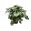 Königsherz (Homalomena rubescens) – pflegeleichte Zimmerpflanze, Höhe ca. 170 cm
