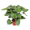 Königsherz (Homalomena rubescens) – pflegeleichte Zimmerpflanze, Höhe ca. 100 cm