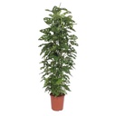 Schiefes Fensterblatt (Monstera adansonii) – pflegeleichte Zimmerpflanze, Höhe ca. 180 cm