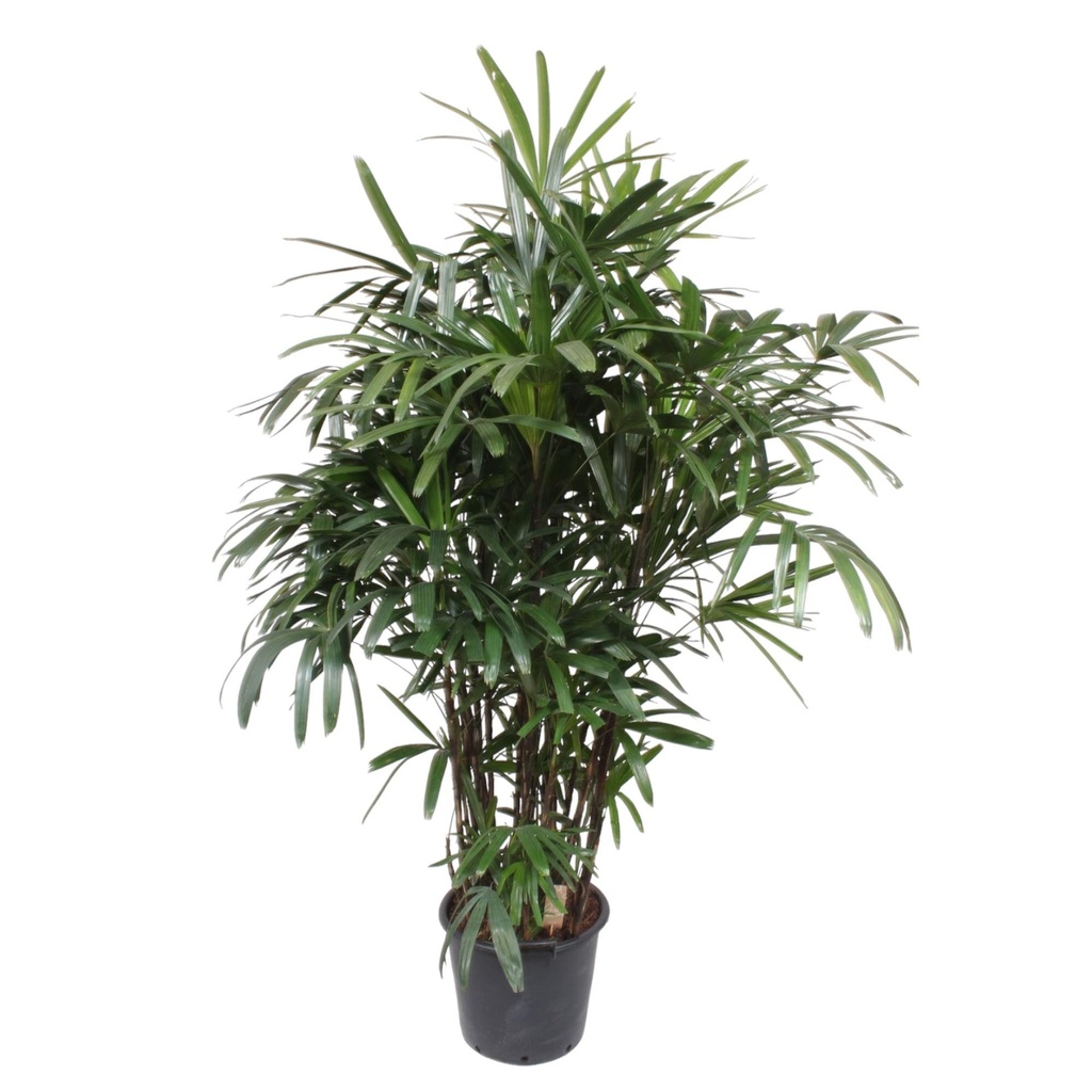 Steckenpalme (Rhapis excelsa) – pflegeleichte Zimmerpflanze, Höhe ca. 200 cm