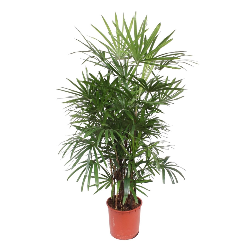Steckenpalme (Rhapis excelsa) – pflegeleichte Zimmerpflanze, Höhe ca. 190 cm