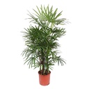 Steckenpalme (Rhapis excelsa) – pflegeleichte Zimmerpflanze, Höhe ca. 190 cm