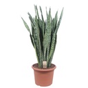 Ceylon-Bogenhanf (Dracaena zeylanica) – pflegeleichte Zimmerpflanze, Höhe ca. 110 cm