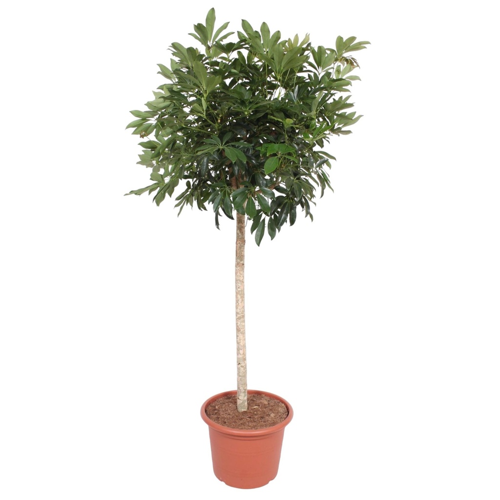 Strahlenaralie (Schefflera arboricola) – pflegeleichte Zimmerpflanze, Höhe ca. 190 cm