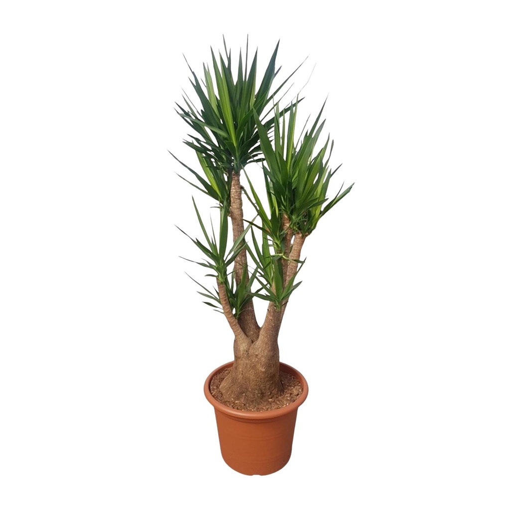 Palmlilie (Yucca elephantipes) – pflegeleichte Zimmerpflanze, Höhe ca. 190 cm