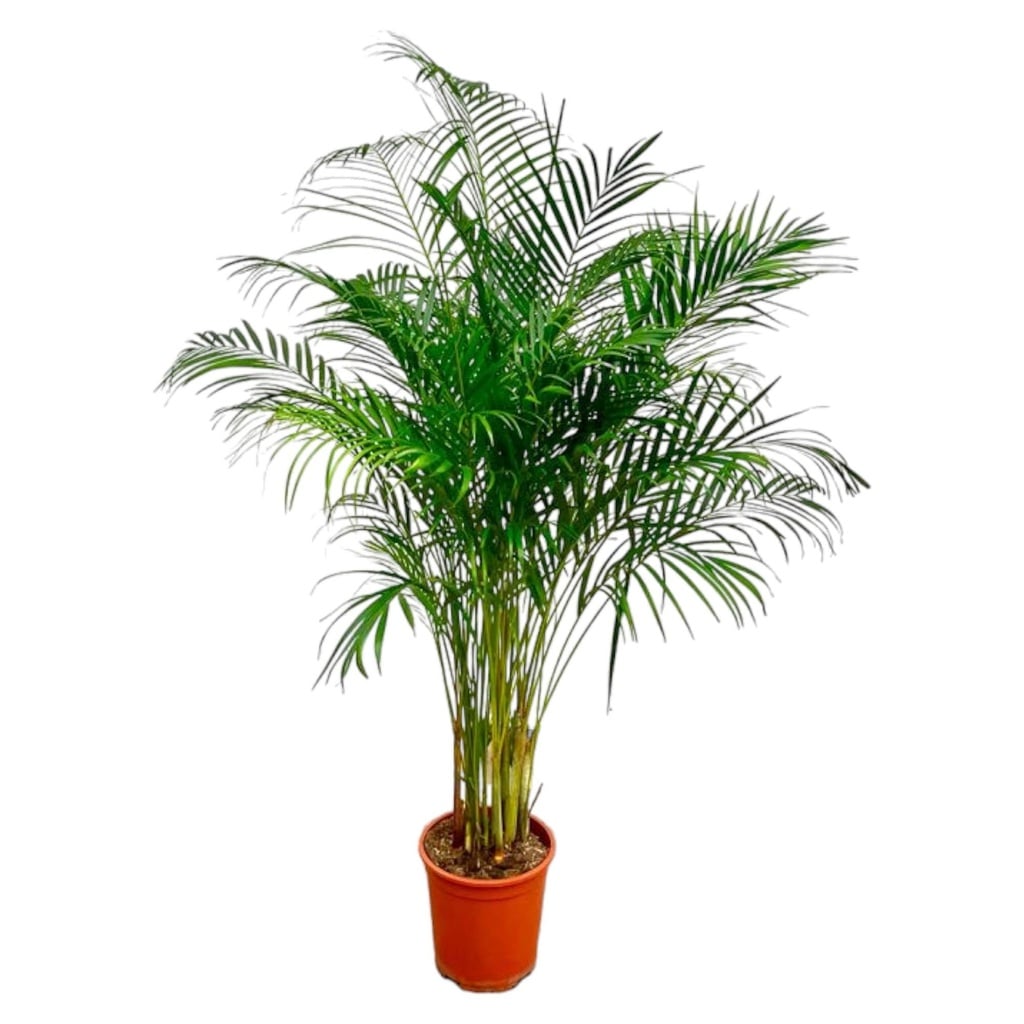 Dypsis Lutescens (Areca Palm) - 160 cm - ø27