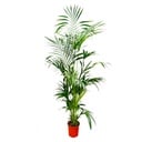 Kentia-Palme (Tracheophyta) – pflegeleichte Zimmerpflanze, Höhe ca. 200 cm