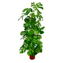 Fensterblatt (Monstera deliciosa) – pflegeleichte Zimmerpflanze, Höhe ca. 180 cm