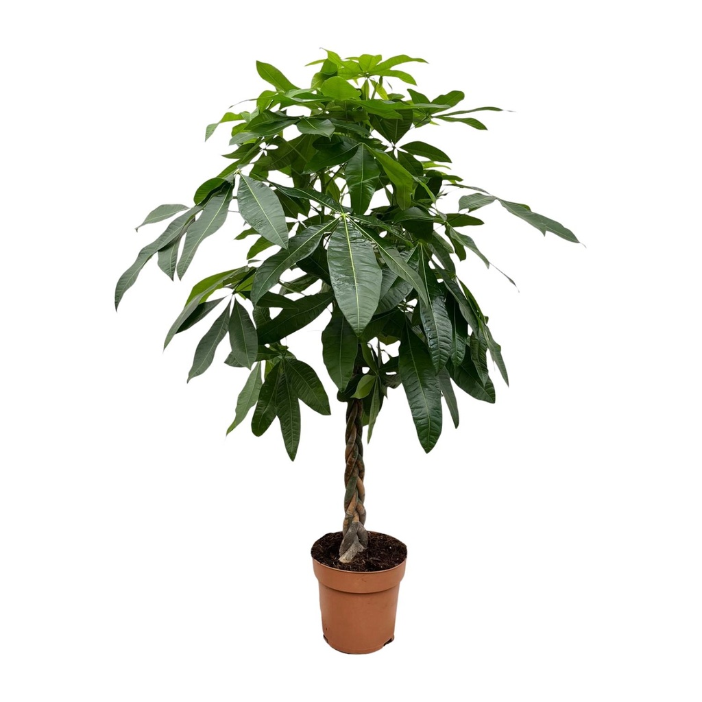 Glückskastanie (Pachira aquatica) – pflegeleichte Zimmerpflanze, Höhe ca. 170 cm