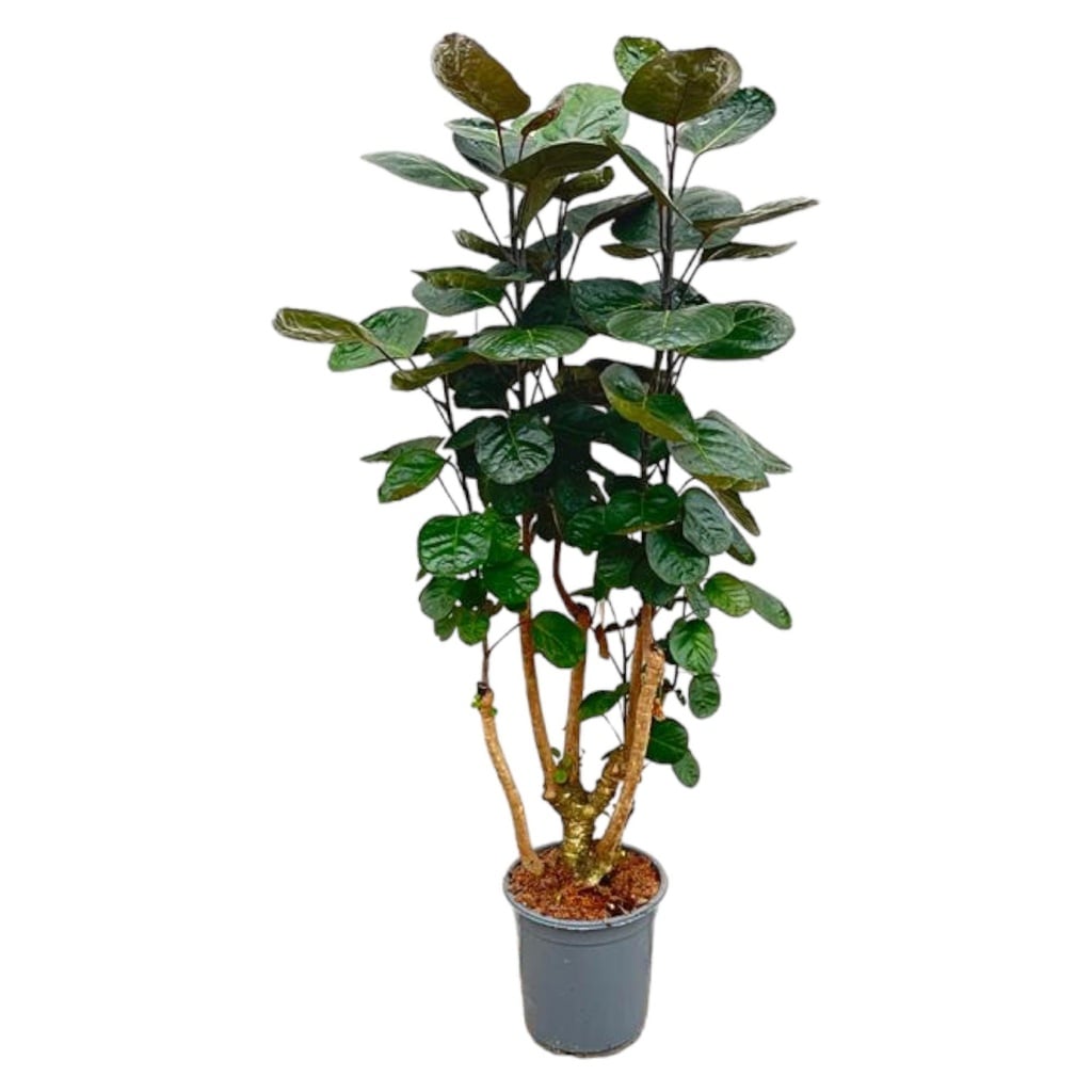 Fiederaralie (Polyscias fruticosa) – pflegeleichte Zimmerpflanze, Höhe ca. 100 cm