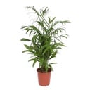 Bambuspalme (Chamaedorea seifrizii) – pflegeleichte Zimmerpflanze, Höhe ca. 140 cm