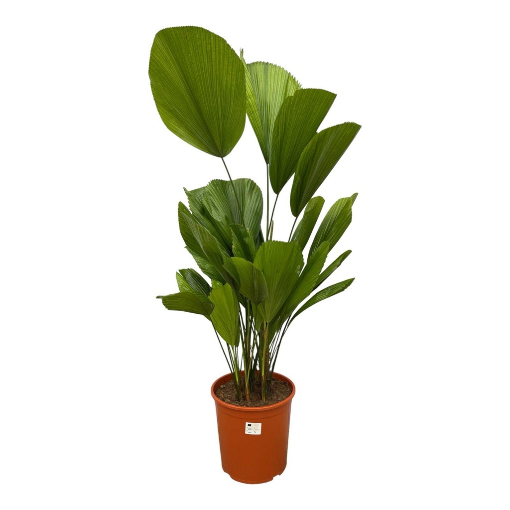 Licuala Grandis - 90 cm - ø19