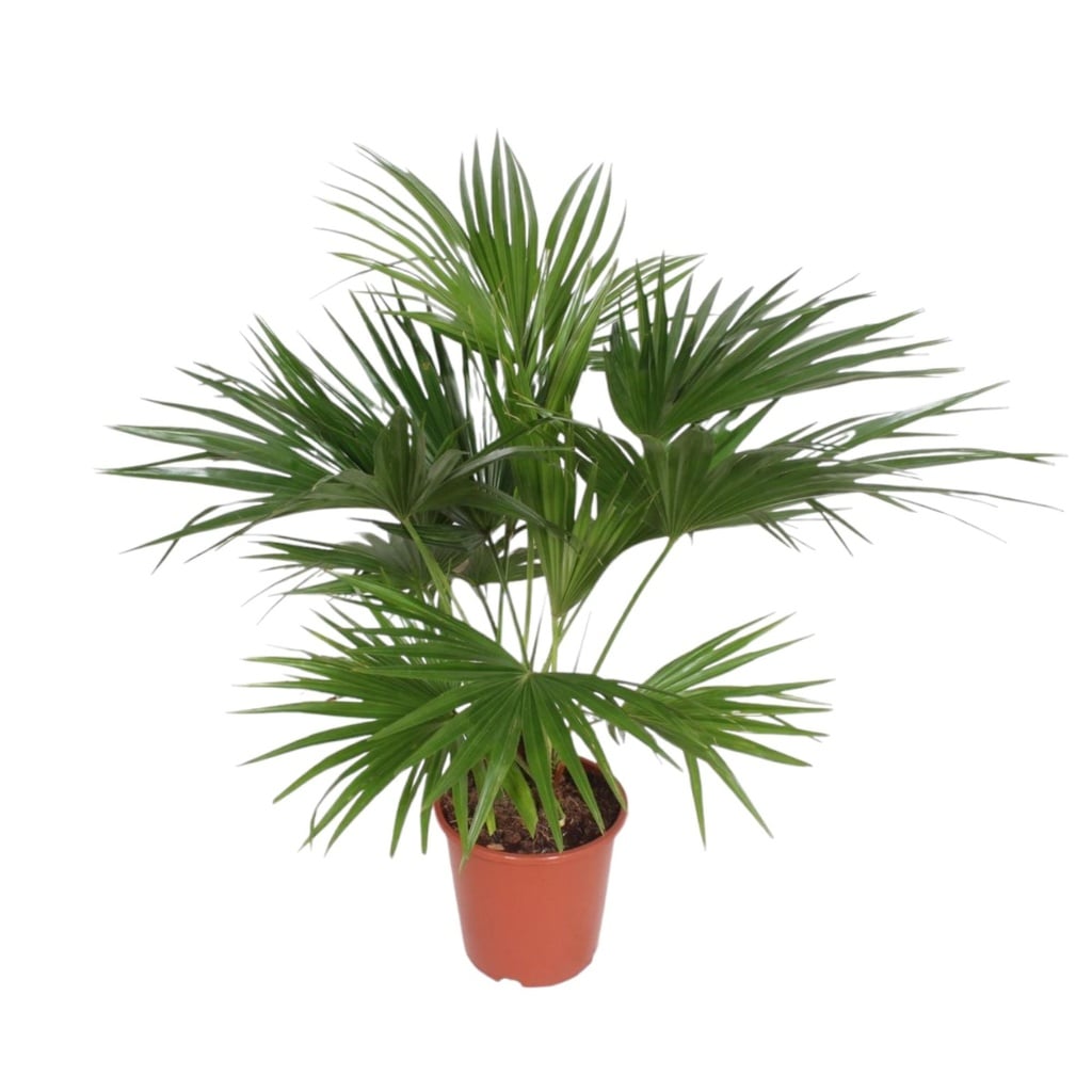 Chinesische Schirmpalme (Livistona chinensis) – pflegeleichte Zimmerpflanze, Höhe ca. 150 cm