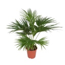 Chinesische Schirmpalme (Livistona chinensis) – pflegeleichte Zimmerpflanze, Höhe ca. 150 cm