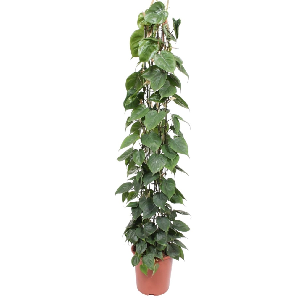 Philodendron Scandens wire mesh rack - 160 cm - ø27