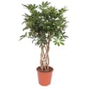 Kleine Strahlenaralie (Schefflera arboricola) – pflegeleichte Zimmerpflanze, Höhe ca. 130 cm