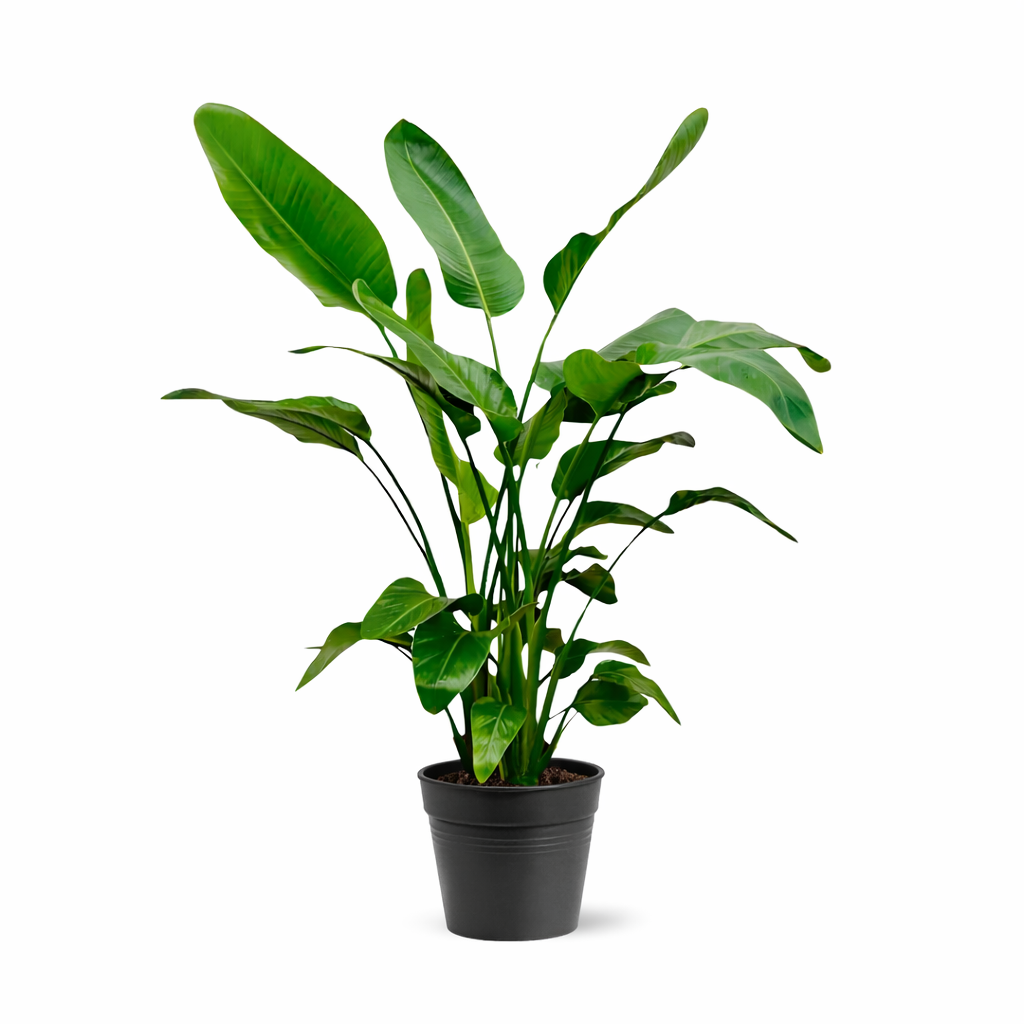 Strelitzia Nicolai - 140 - 150cm - Ø24